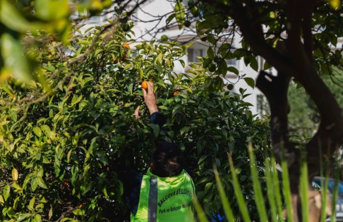 Dalında &Ccedil;&uuml;r&uuml;yen Değil, Sofraya Ulaşan Bereket
