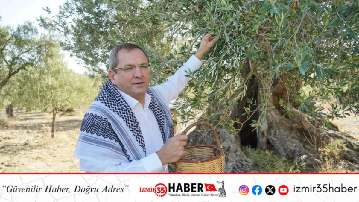 20. Uluslararası Ayvalık Zeytin Hasat ve Turizm Festivali Başlıyor