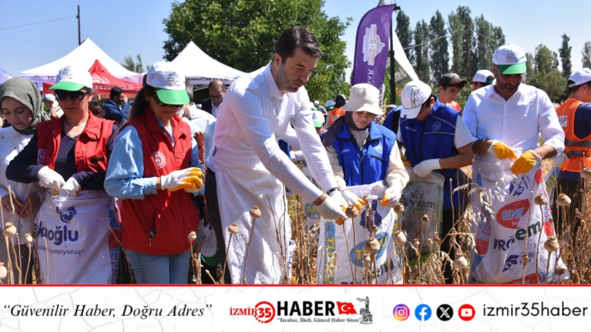 Afyonkarahisar’da Gönüllü Gençler Haşhaş Hasadında Buluştu