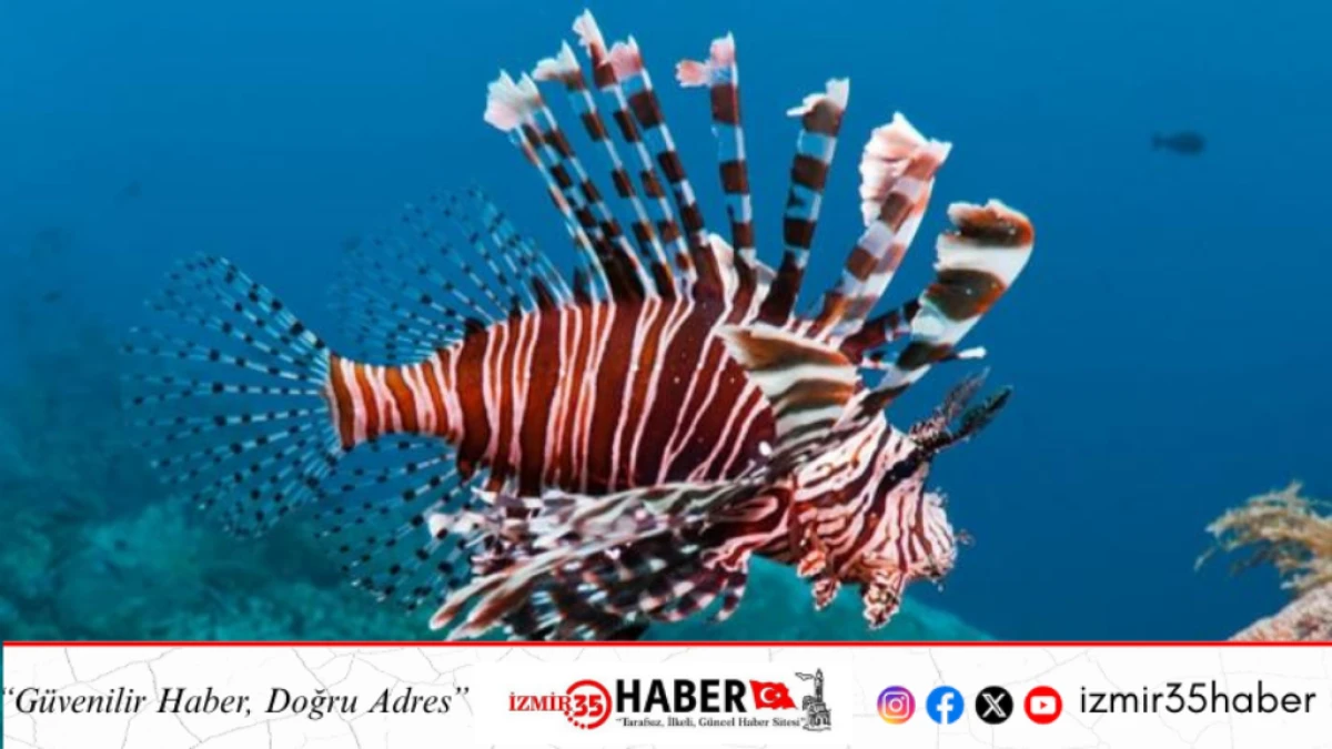 Akdeniz ekosistemini tehdit eden Aslan balığı ile mücadelede yeni stratejiler geliştirilecek