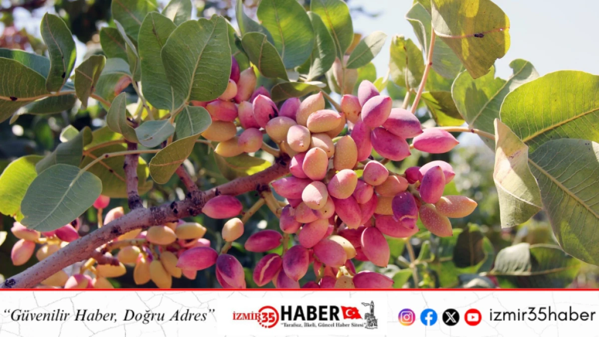 AKINCI: ANTEP FISTIĞI, BU TOPRAKLARIN YEŞİL ALTINI VE EMEĞİN EN KIYMETLİ KARŞILIĞIDIR