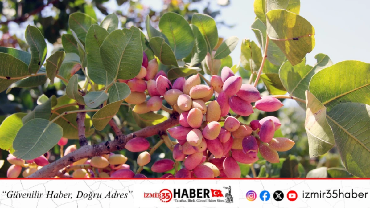 ANTEPFISTIĞINDA DEPOLAMA S&Uuml;RE&Ccedil;LERİ YENİDEN D&Uuml;ZENLENDİ