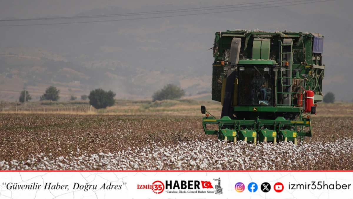 BCI Pamuğu &uuml;retim alanı 71 bin hektarı aştı