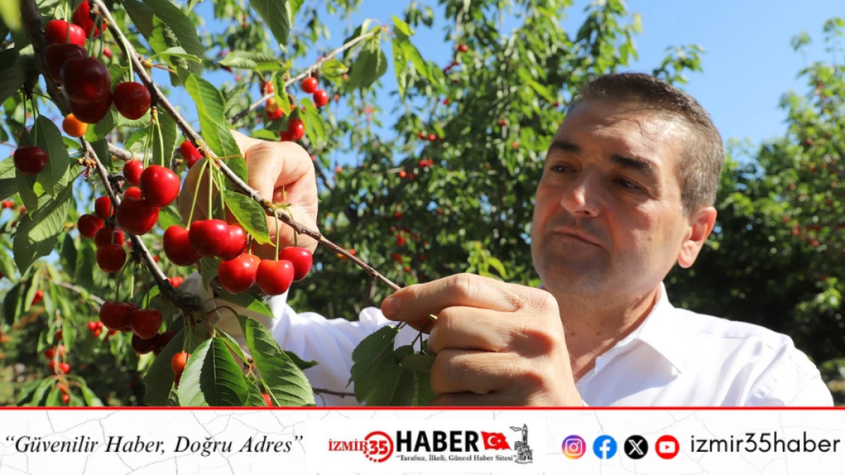 BEDELLER&rsquo;DE KİRAZ HASADI S&Uuml;R&Uuml;YOR