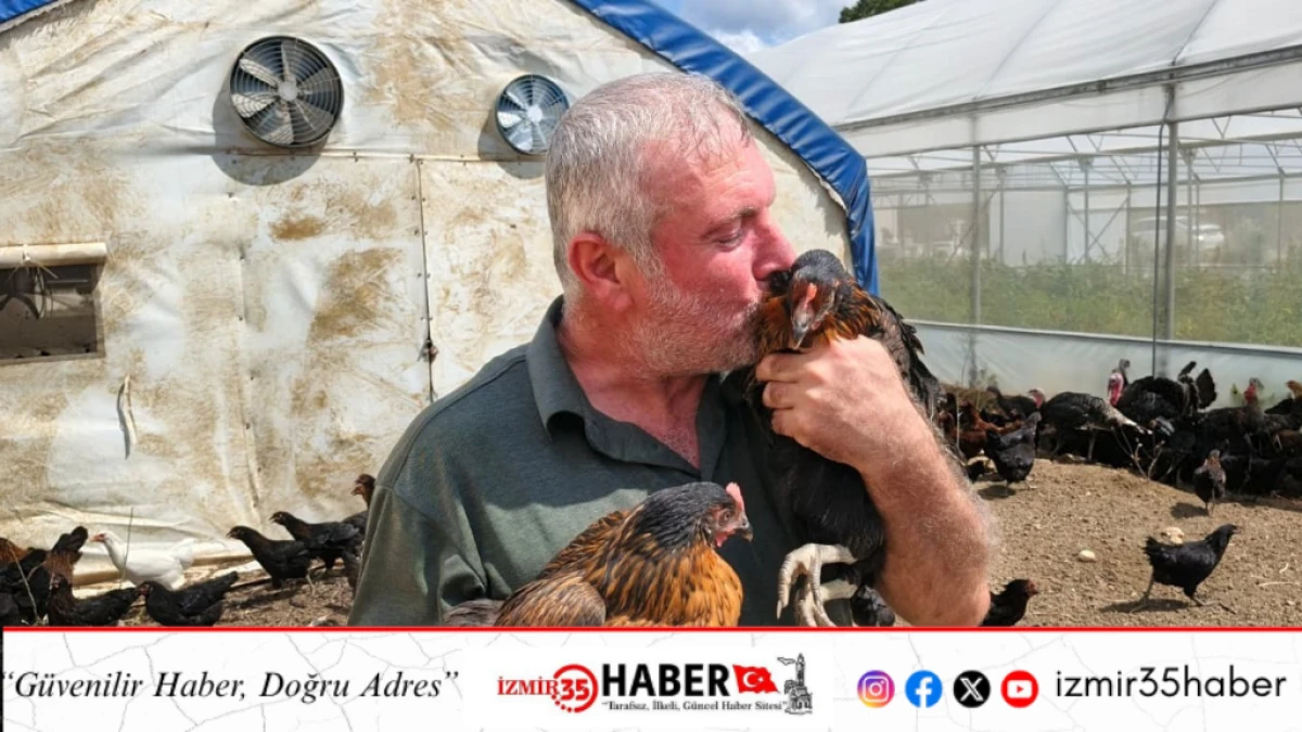 Büyükşehir, yüzde 50 hibeli 16 bin tavuk dağıttı