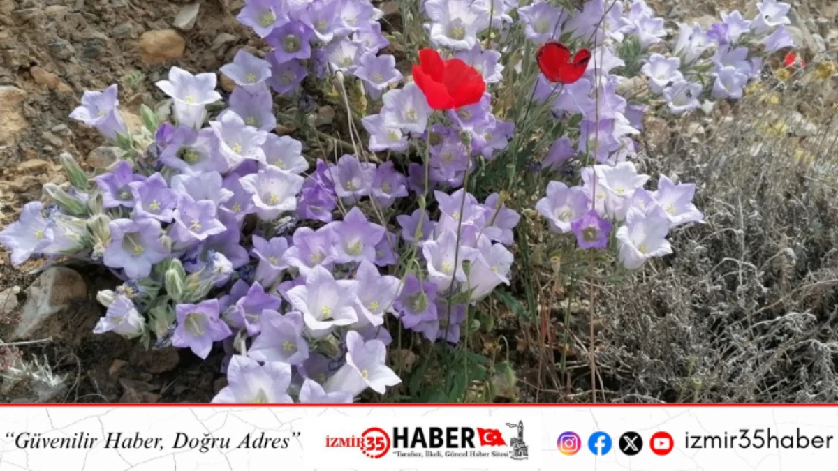 E&Uuml;&rsquo;n&uuml;n &Ccedil;an &Ccedil;i&ccedil;eği projesine T&Uuml;BİTAK desteği