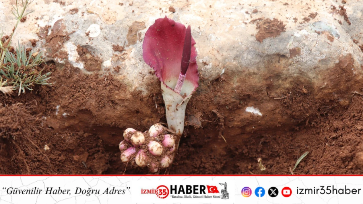 Karaman yılanpancarı bilim dünyasına tanıtıldı