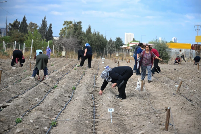 Kent bostanlarında yeni sezon başladı