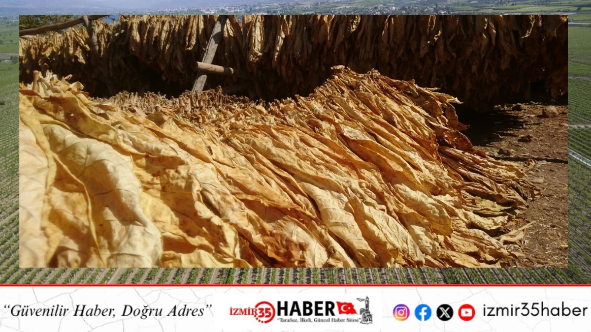 MANİSA 3 AYDA 240 MİLYON DOLARLIK TARIM İHRACATI GER&Ccedil;EKLEŞTİRDİ 