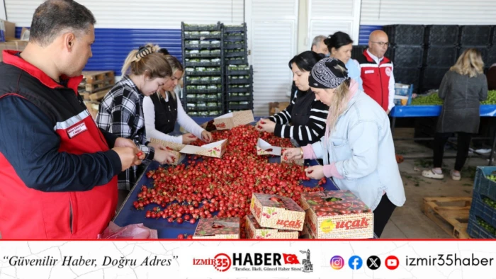 Manisa'da erkenci kirazlarda hasat devam ediyor