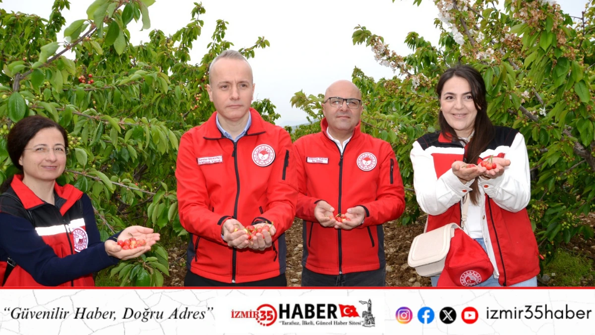 Manisa'da 'kırmızı altın' olarak nitelendirilen erkenci kirazda ilk hasat ger&ccedil;ekleşti. 