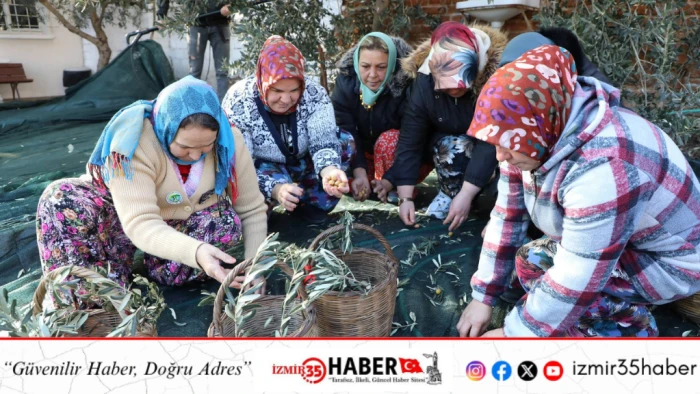Meci ile zeytin k&uuml;lt&uuml;r&uuml; gelenekten geleceğe taşındı