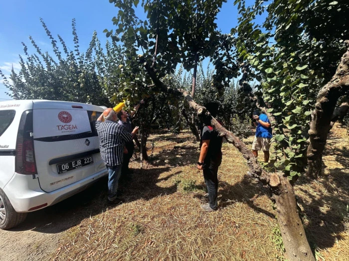 Menderes&rsquo;te Akdeniz Meyve Sineğine Karşı Biyoteknik M&uuml;cadele