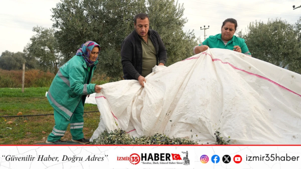 MİLAS BELEDİYESİ ZEYTİN HASADINA BAŞLADI