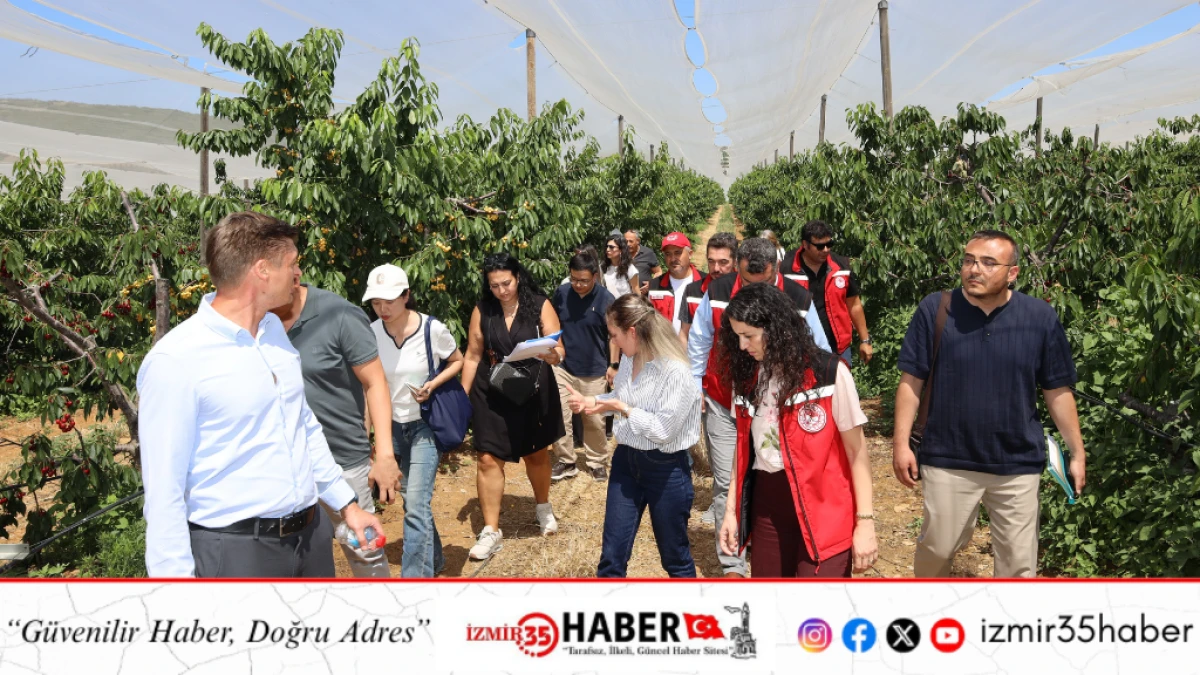 T&uuml;rk kirazı tek y&ouml;n &Ccedil;in biletini almak &uuml;zere